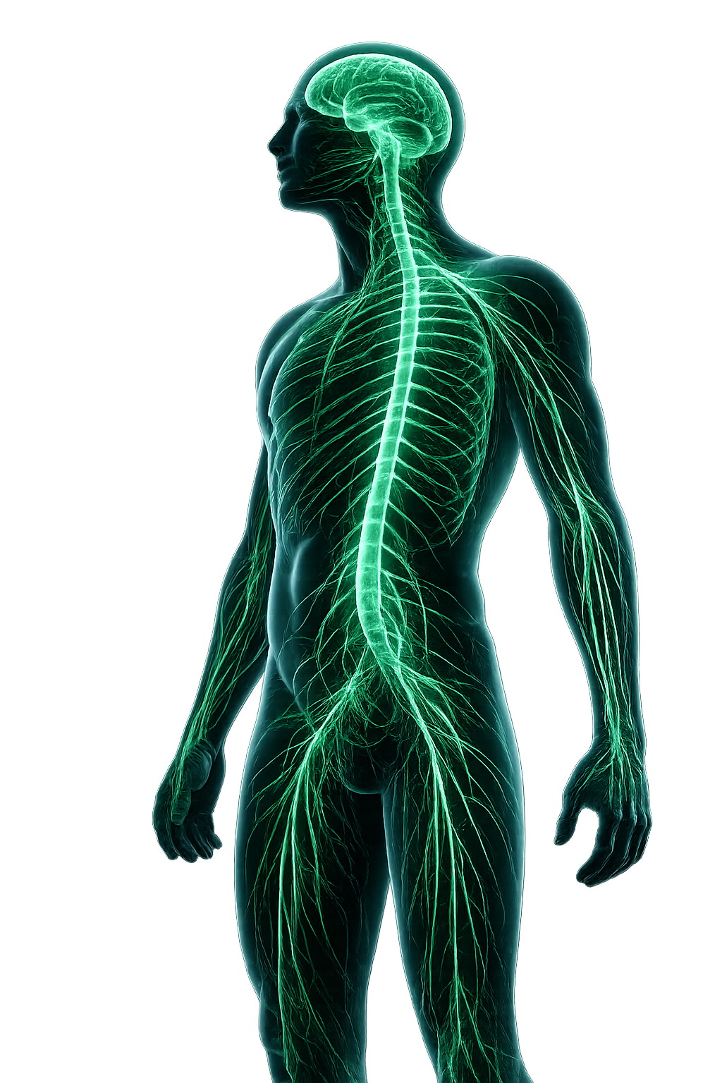 Retrained Nervous System