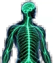 Retrained Nervous System