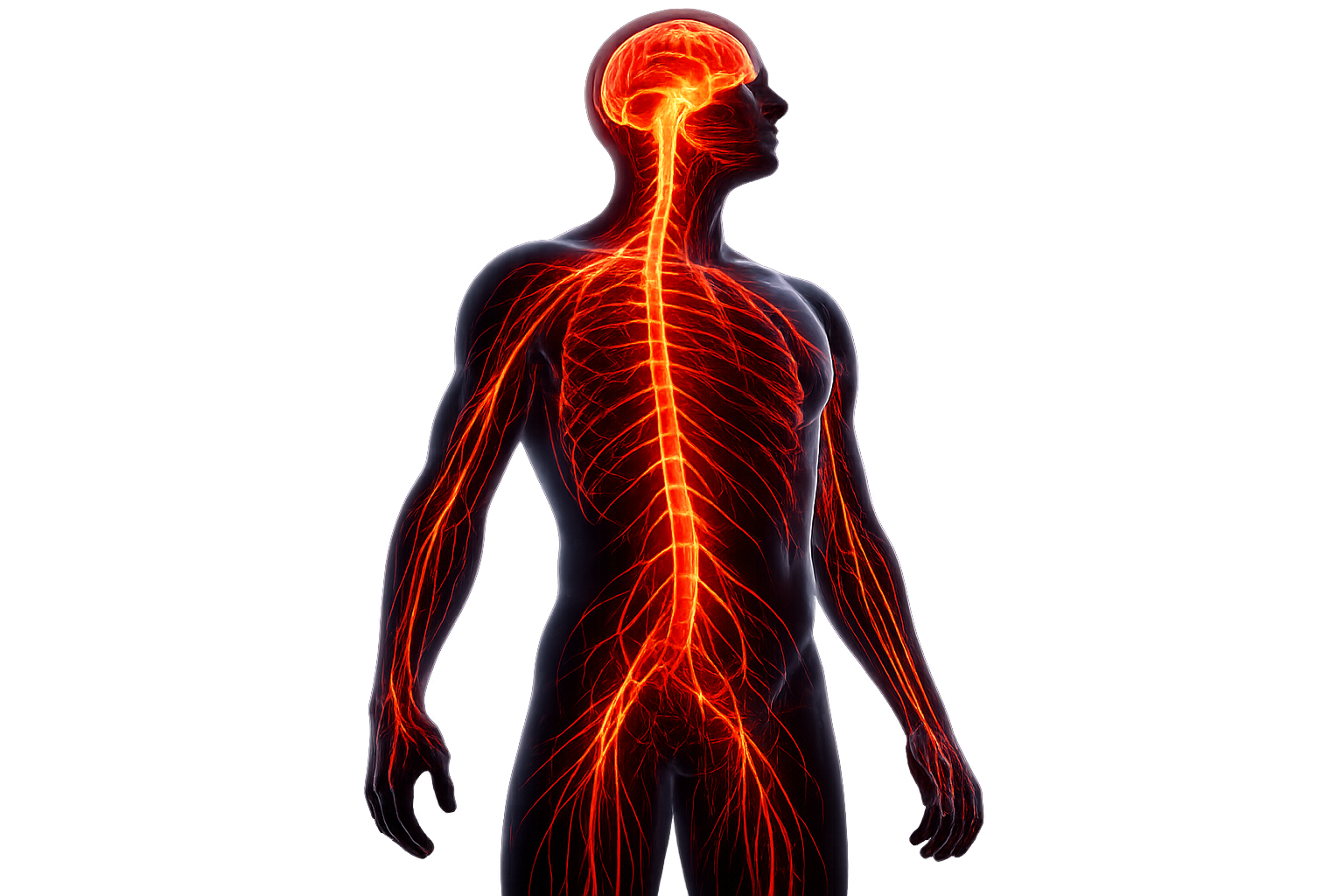 Overactive Nervous System